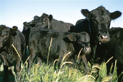 Angus | Grass-fed, Beef Quality, Marbling | Britannica