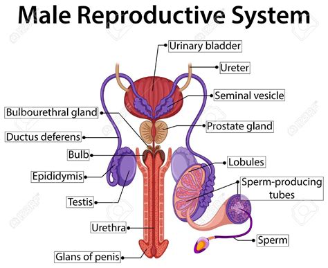 Male Anatomy Diagram : Male Reproductive System In Sagittal Section ...