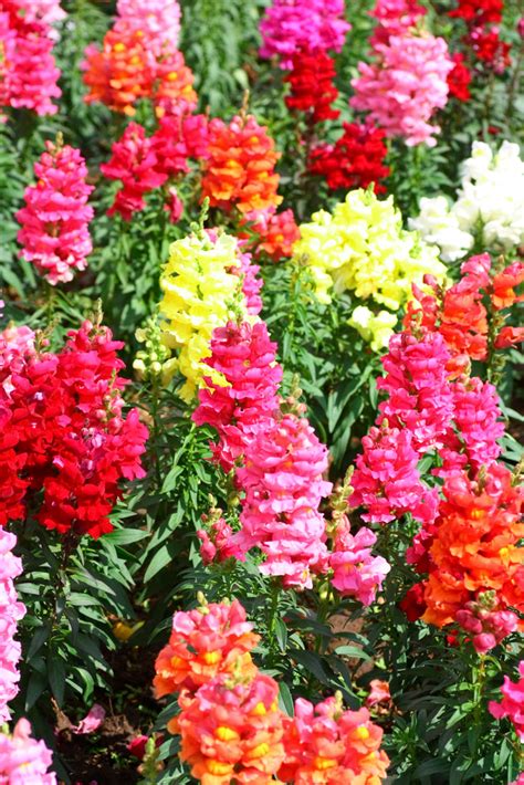 Snapdragon Maximum Mix – Hometown Seeds