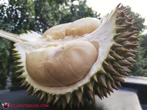 11 Jenis Durian Popular dan Laris Di Malaysia