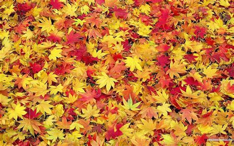 Fall Leaf Backgrounds - Wallpaper Cave