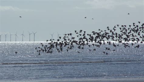 'UK could secure record number of offshore wind farms' - Energy Live News