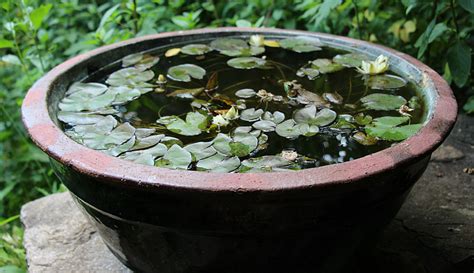 Build A Patio Water Garden In A Container - Hobby Farms