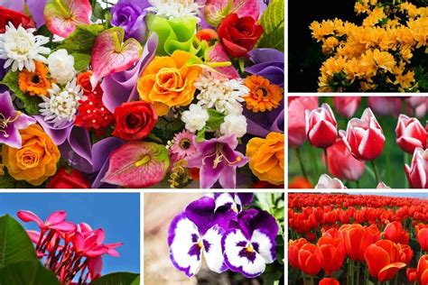 What Is The Most Common Flower Color | Best Flower Site