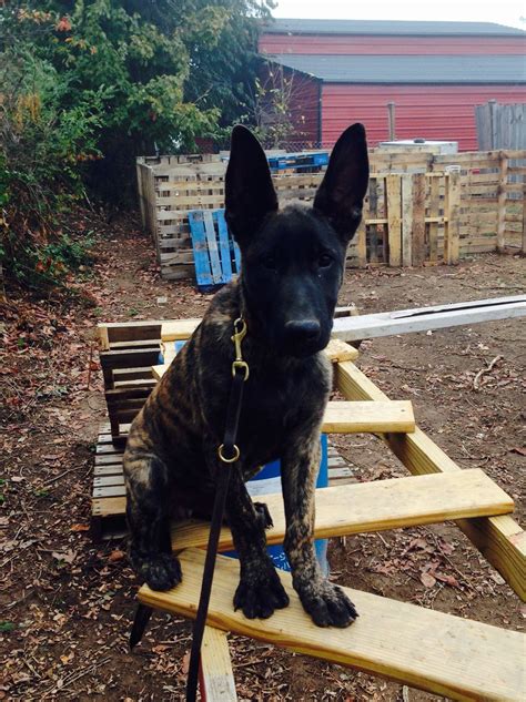 Dutch Shepherd puppy doing agility training. | Doglovers | Dutch ...