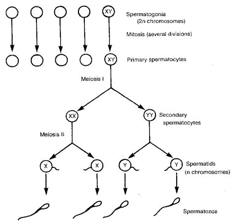 1: Schematic representation of spermatogenesis (Bester, 2006 ...