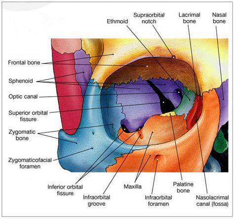 Anatomy of the Nose Diagram