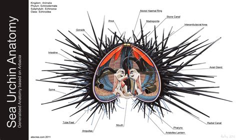 Labelled Diagram Of A Sea Urchin