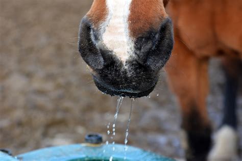 How to Lead a Horse to Water (and get him to drink) - Springhill Equine ...