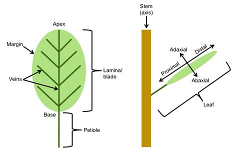 Parts Of A Leaf Diagram