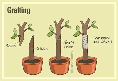 What is grafting in artificial propagation? Here is more: #grafting # ...