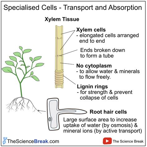 Root Hair Cell Adaptations