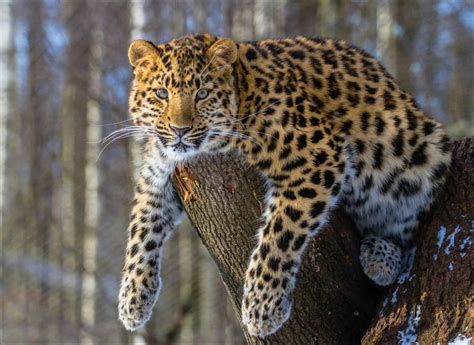 Amur Leopard Animal Facts | Panthera pardus orientalis - AZ Animals