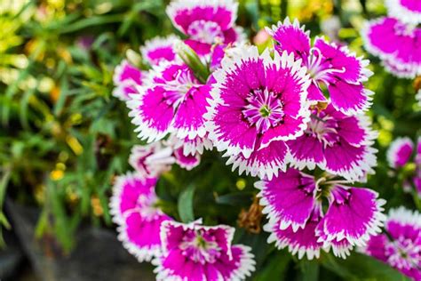 10 Perfect Dwarf Perennials (Photos) - Garden Lovers Club