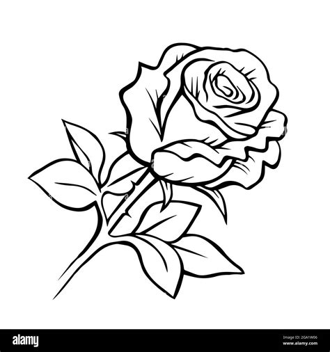 White Rose Outline With Black Background