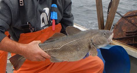 Rising temperatures complicate efforts to manage cod fishery