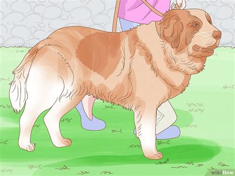 How to Treat My Dog's Red Paws: 7 Causes & Their Remedies