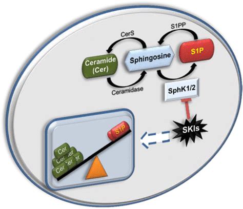 Importance of Sphingosine Kinase (SphK) as a Target in Developing ...