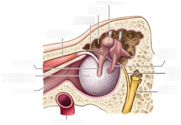 middle ear muscles Diagram | Quizlet