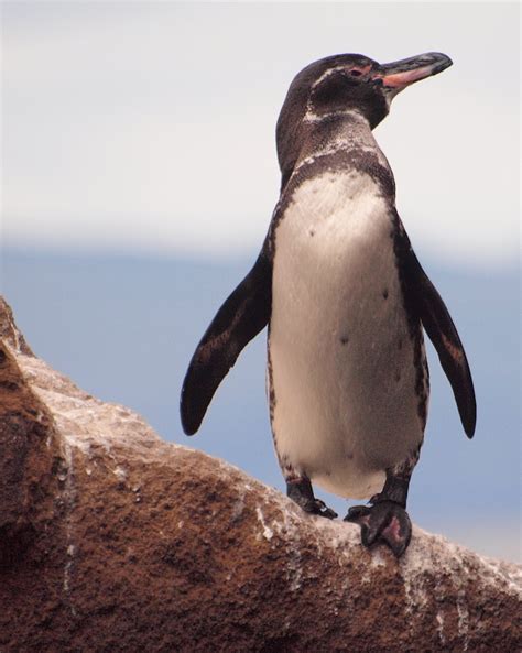 Galapagos Penguin Facts, Habitat, Diet, Life Cycle, Baby, Pictures