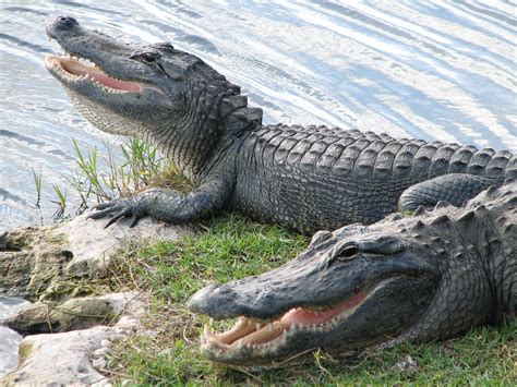 American Alligator - Big Cypress National Preserve (U.S. National Park ...