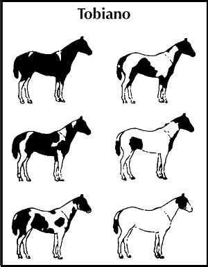 paint horse color patterns - foreverandalwayspianotutorial