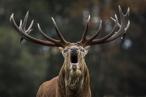 Scientists are worried about the ‘Zombie Deer Disease’ in America