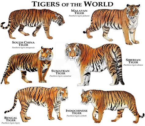 Tigers of the World Poster Print | Etsy in 2022 | Indochinese tiger ...