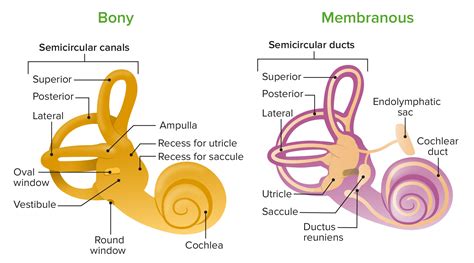 Inner Ear Anatomy Diagram Vintage Poster By Vintage Anatomy Prints ...