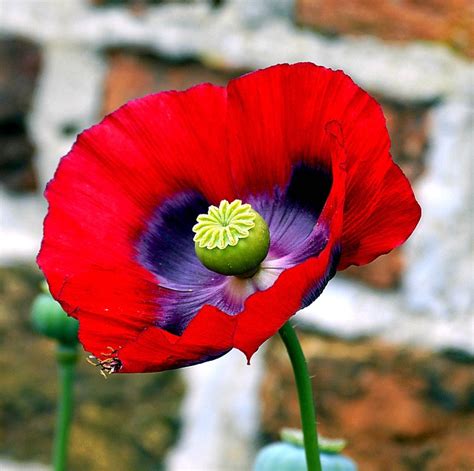 Opium Poppy Flower · Free photo on Pixabay