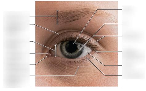 Eye orbit Diagram | Quizlet