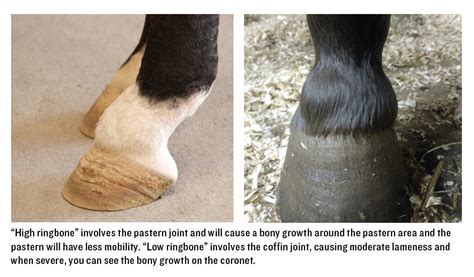 Dealing with Ringbone - Speedhorse Magazine - Your Global Connection to ...