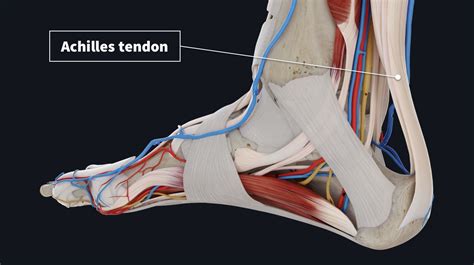 Achilles Tendon Anatomy Diagram