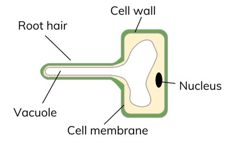 Water Transport in Plants - Science: KS3