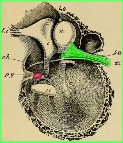 Middle ear muscles Diagram | Quizlet