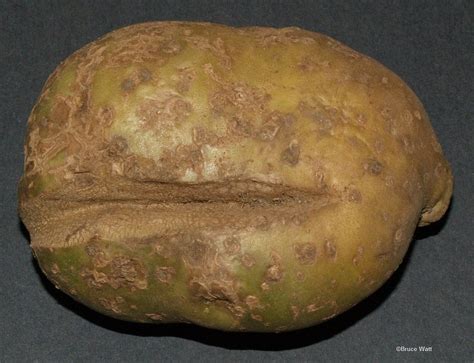 Potato - Growth Cracks - Cooperative Extension: Insect Pests, Ticks and ...