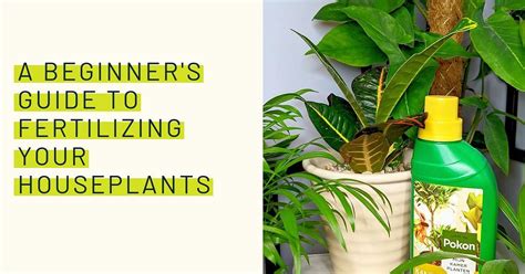 A beginner's guide to fertilizing your houseplants