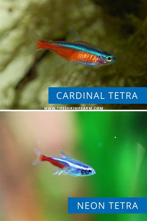 Cardinal Tetra Care & Info | Paracheirodon axelrodi - The Shrimp Farm