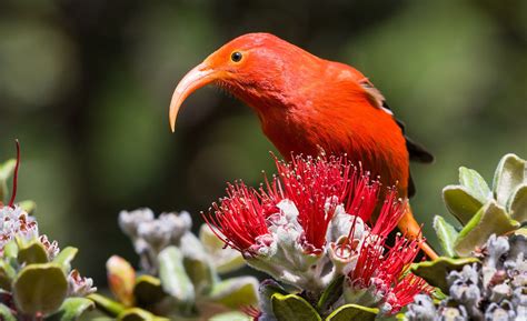 Endangered I‘iwi Bird, Haleakala | Hawaii, Hawaii volcanoes national ...