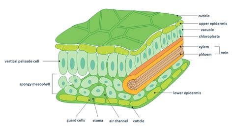 Cross Section Of Leaf Xylem And Phloem