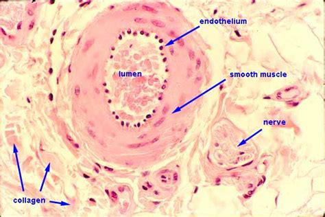 Histology at SIU