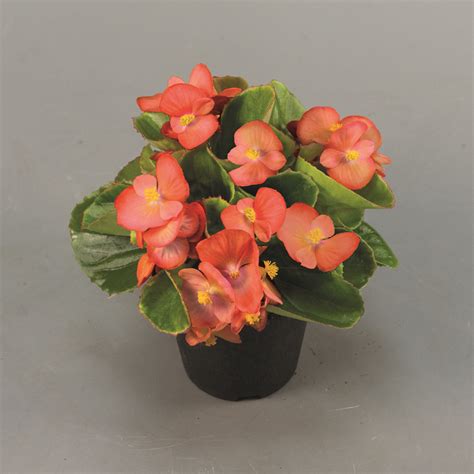 BEGONIA semperflorens SPRINT PLUS ORANGE (PELLETS) - Muller Seeds