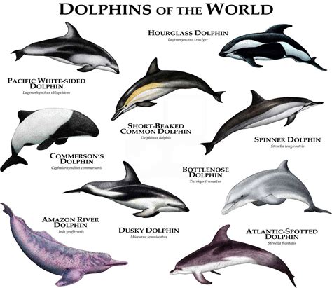 Dolphins of the World Poster Print | Etsy