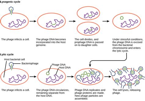 Different Hosts and Their Viruses | Biology for Majors II