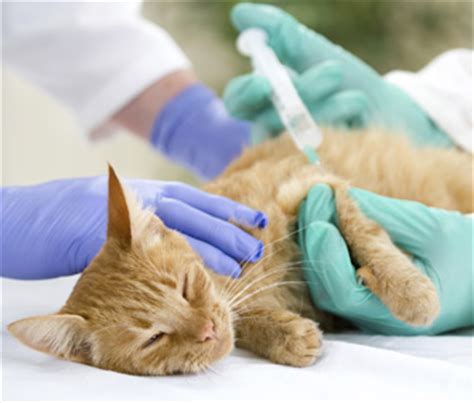 What You Should Know About the Rabies Vaccine for Cats