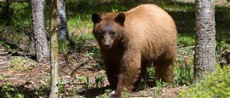 Wildlife in New Mexico - Types of New Mexican Animals - A-Z Animals