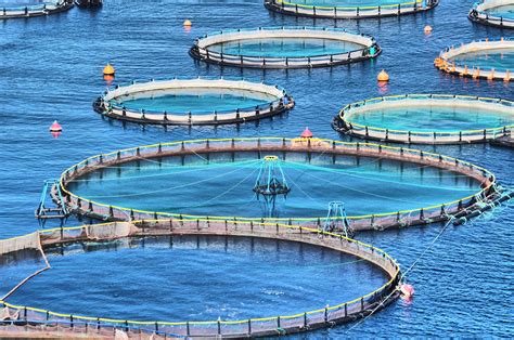 Aquaculture, Pisciculture, and the Future of Farmed Fish