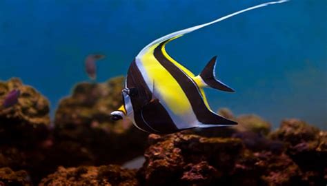 Moorish Idol Fish Care- Moorish Idol Marine Fish Facts