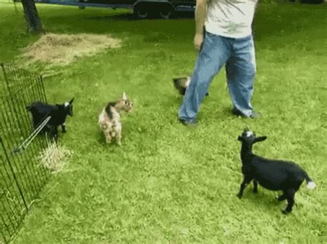 Goats GIF - Goats Goat - Discover & Share GIFs