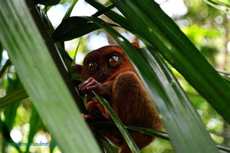 Tarsier Conservation Area - Loboc, Bohol | WW Travel Blog